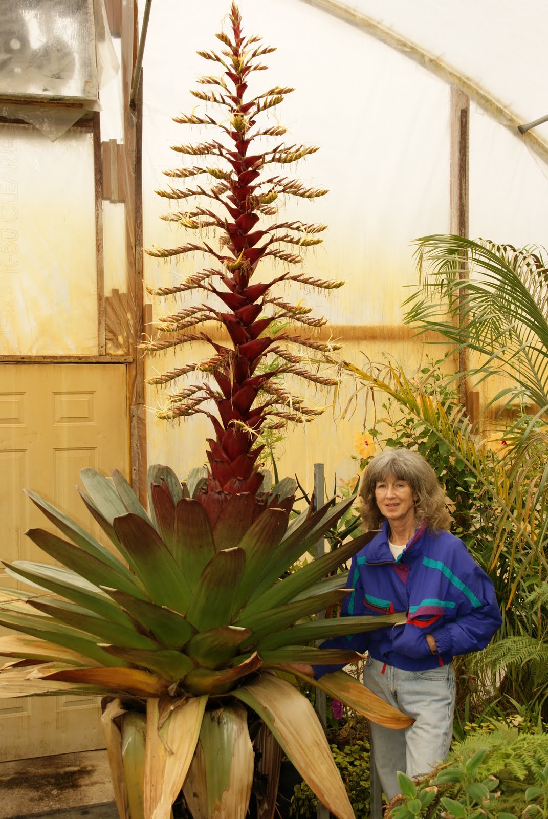 وریزیا ایمپریالیس